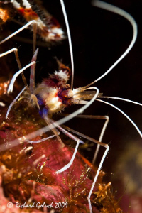 Banded Coral Shrimp-Canon 5D MK II,100 mm macro with 1.4 ... by Richard Goluch 